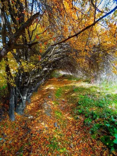 پاییز در مراغه